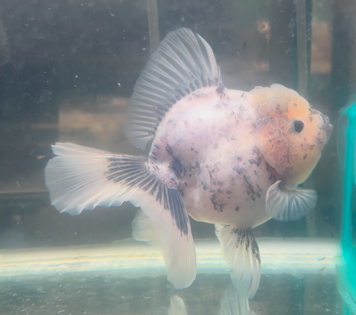 Ink Spot Thai Orchid Oranda