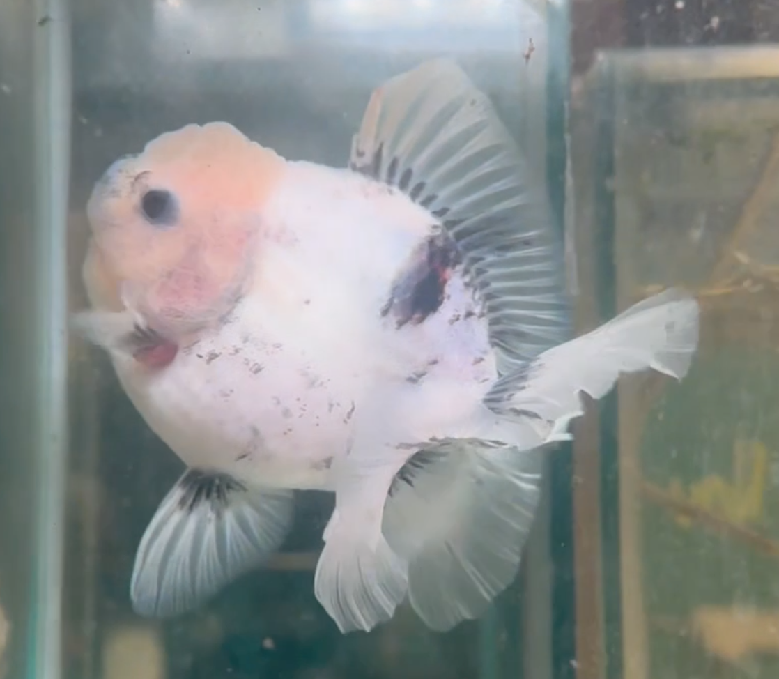 Ink Spot Thai Orchid Oranda