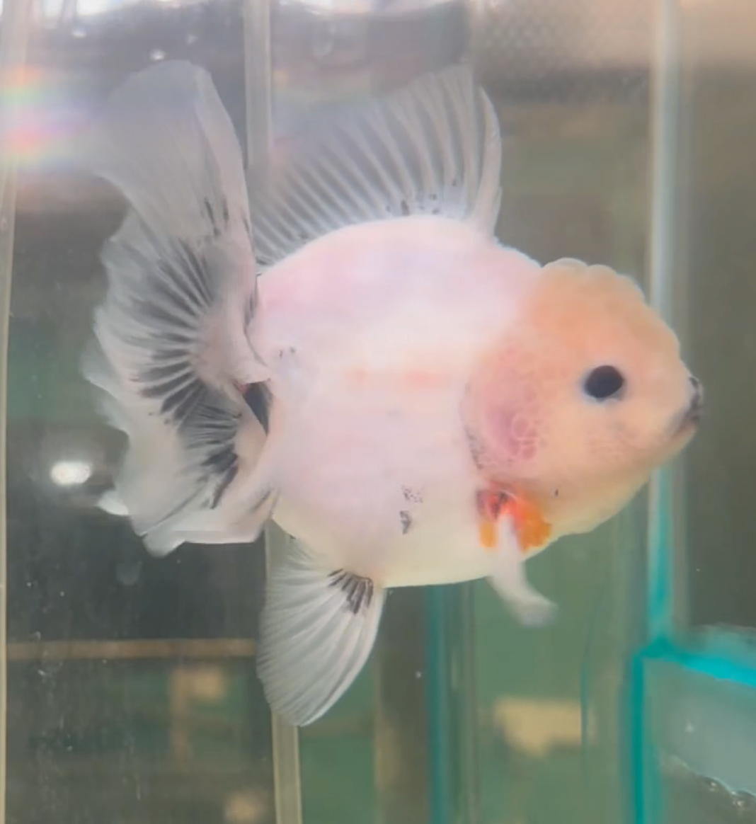 Ink Spot Thai Orchid Oranda