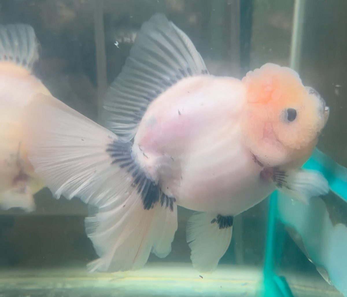 Ink Spot Thai Orchid Oranda