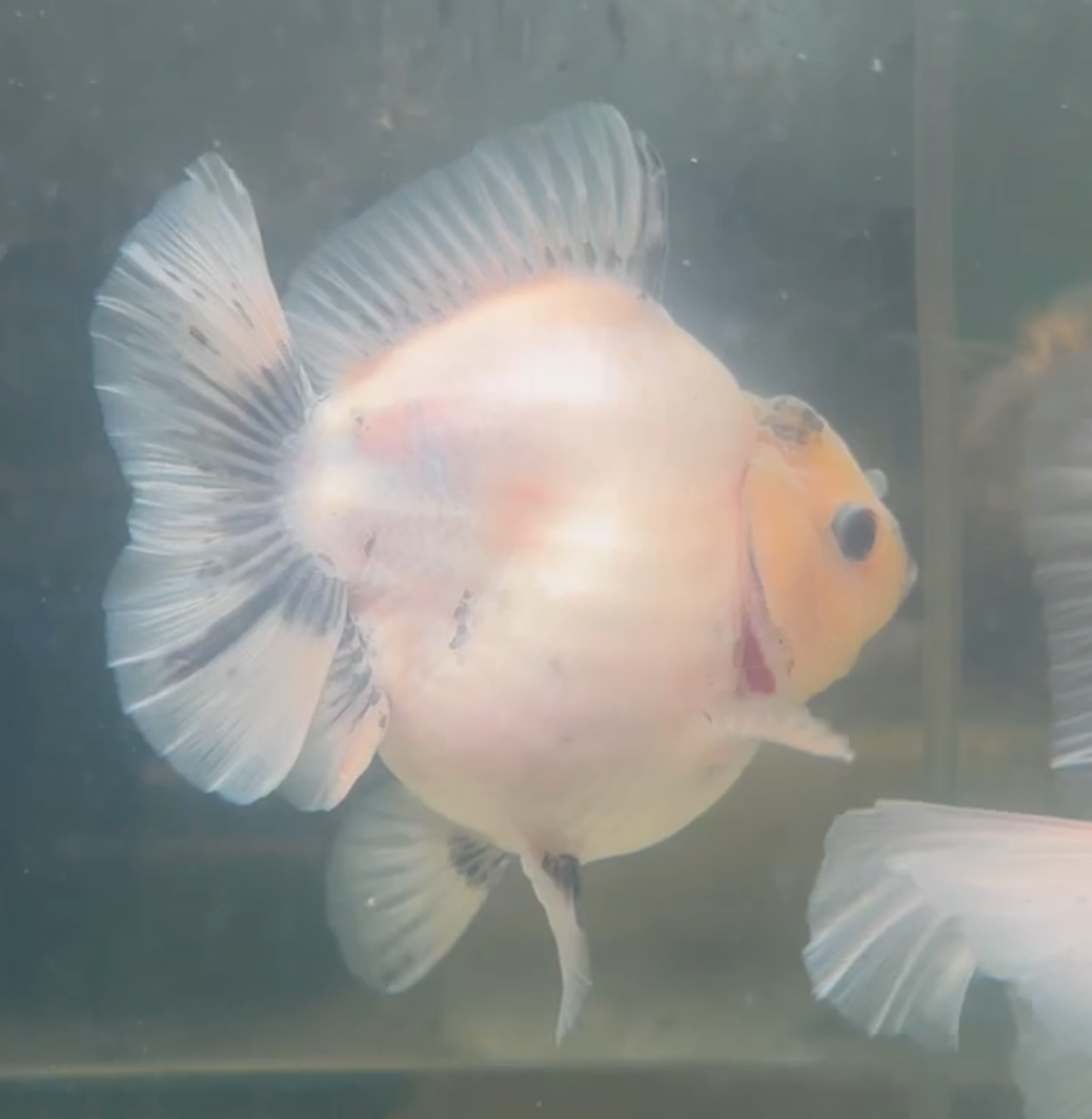 Ink Spot Short Tail Oranda