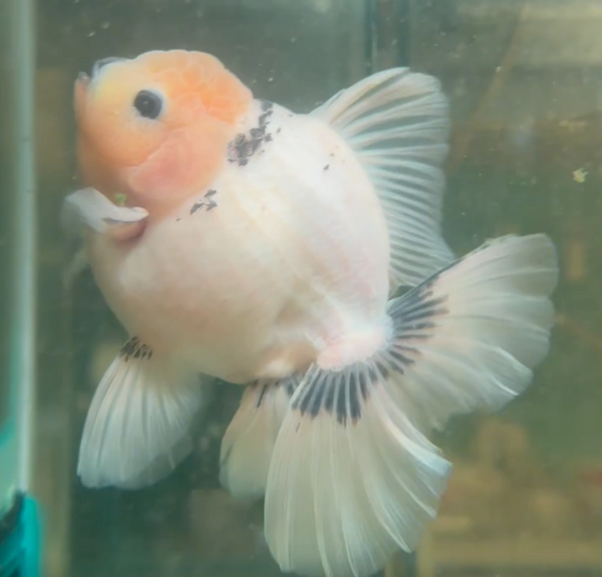 Ink Spot Thai Orchid Oranda