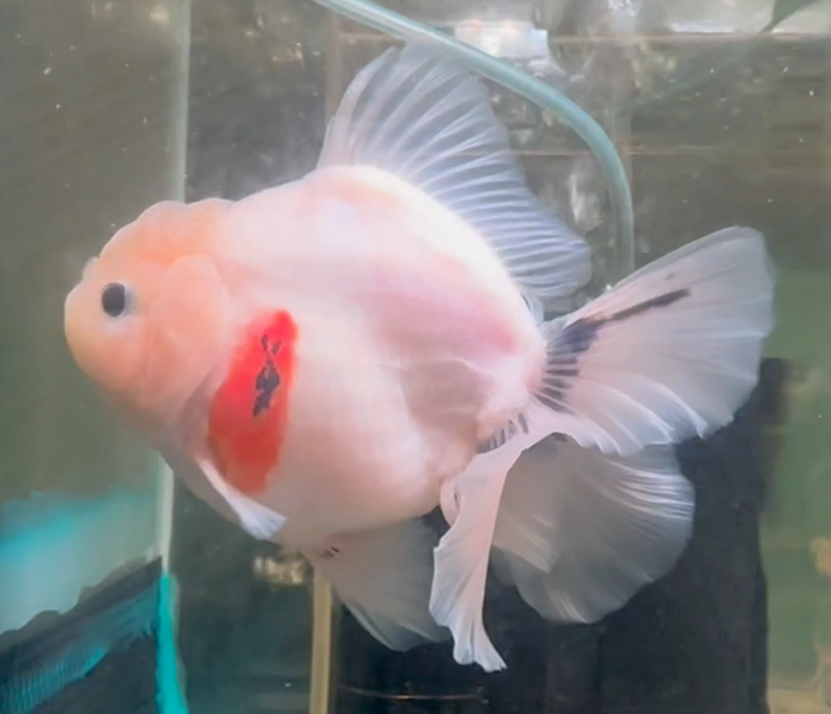 Ink Spot Thai Orchid Oranda