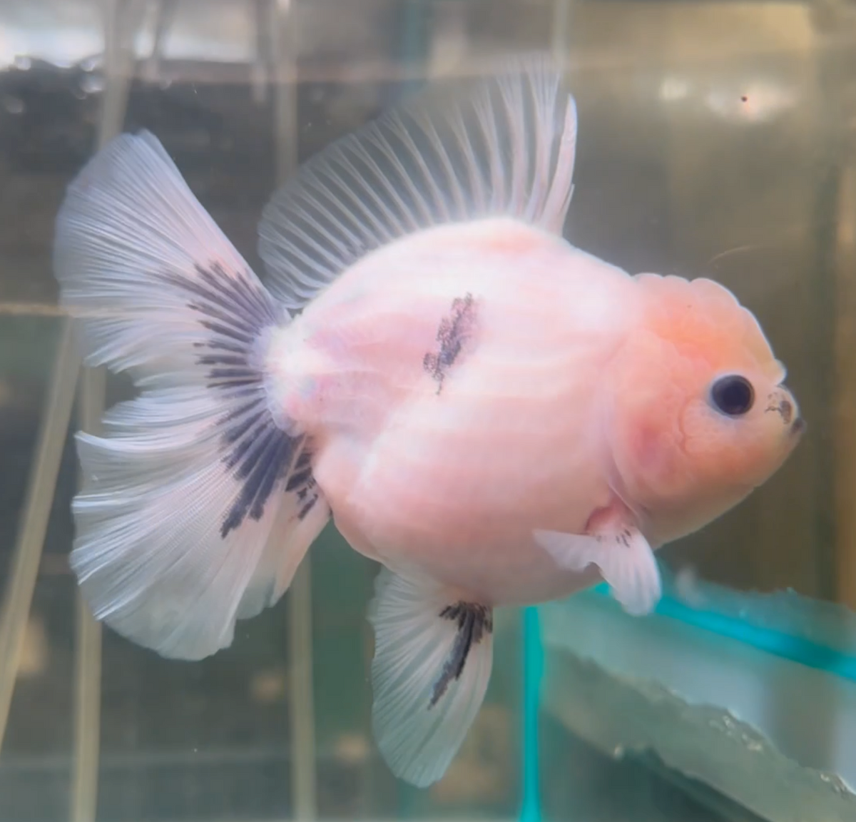 Ink Spot Thai Orchid Oranda