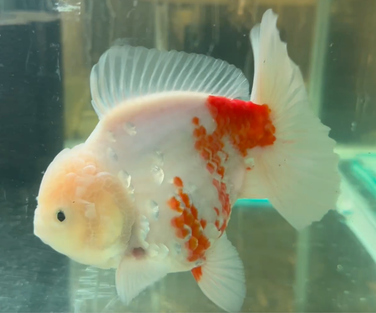 Sakura Short Tail Oranda
