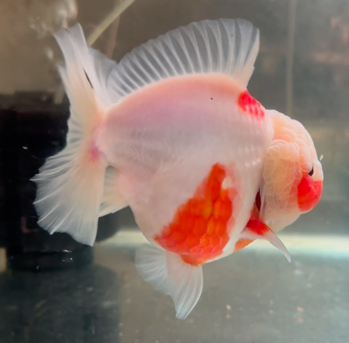 Sakura Short Tail Oranda