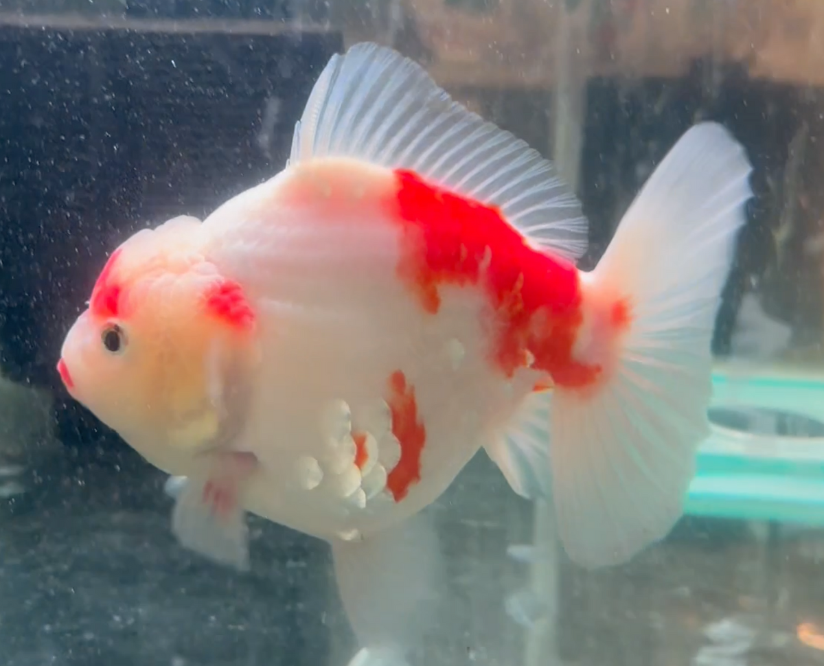 Sakura Short Tail Oranda