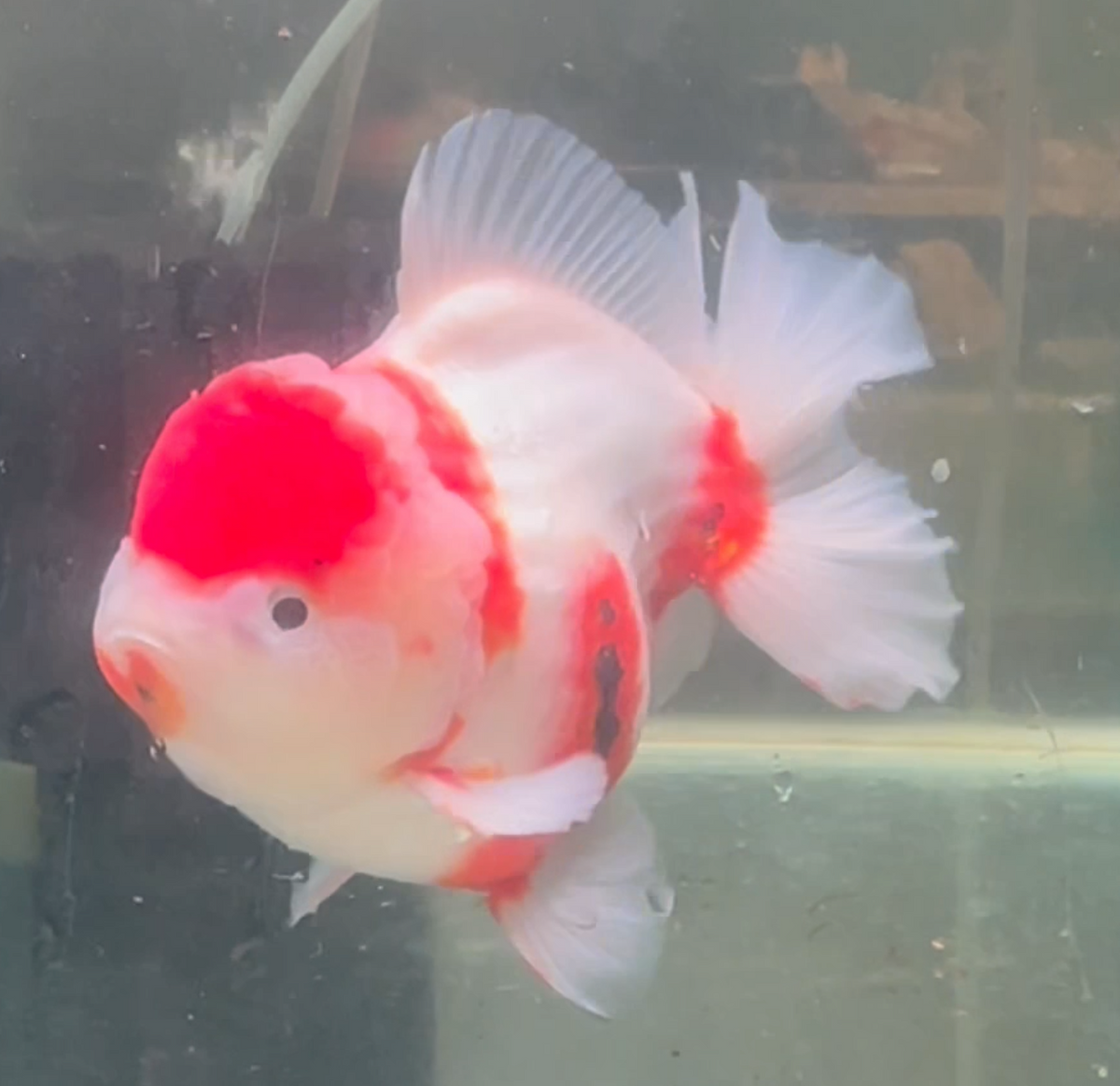 Sakura Short Tail Oranda