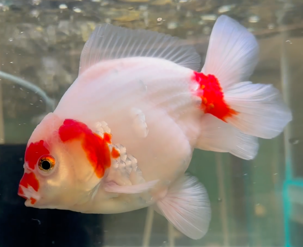 Sakura Short Tail Oranda
