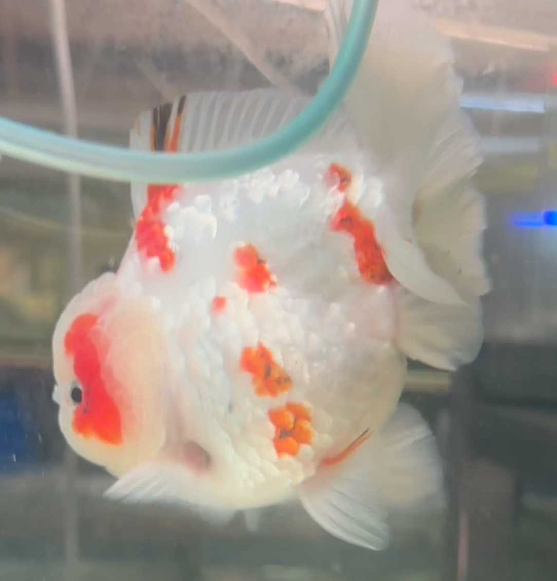 Sakura Short Tail Oranda
