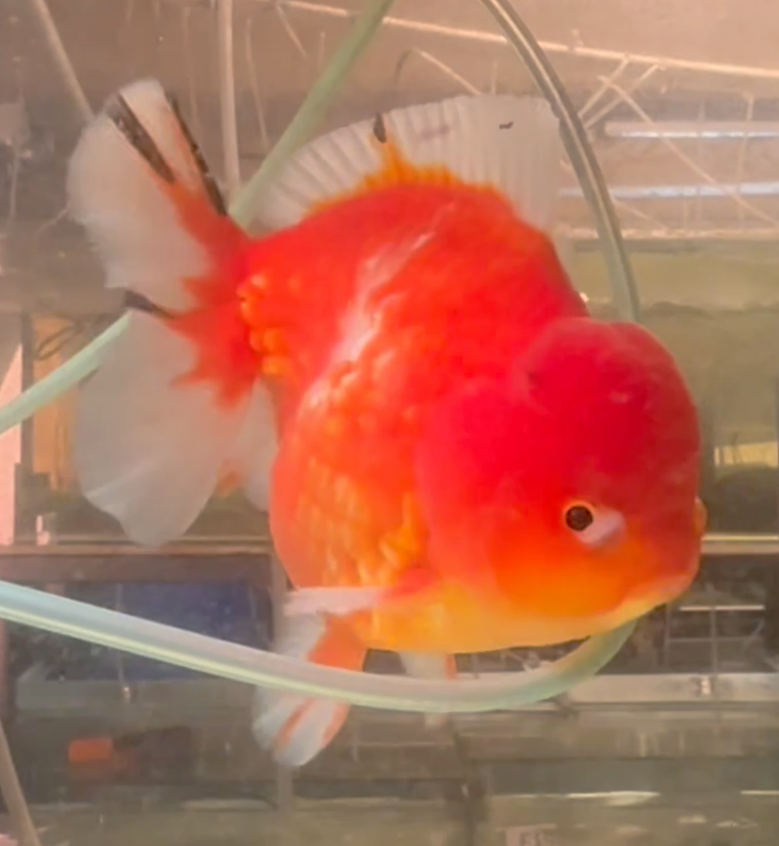 Sakura Short Tail Oranda