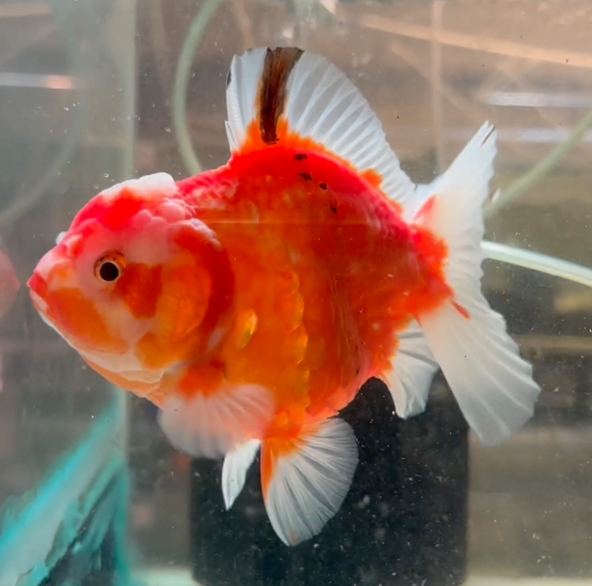 Sakura Short Tail Oranda