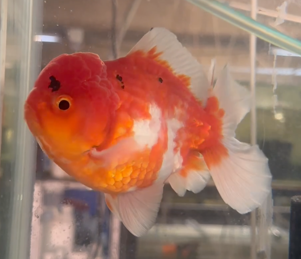 Sakura Short Tail Oranda