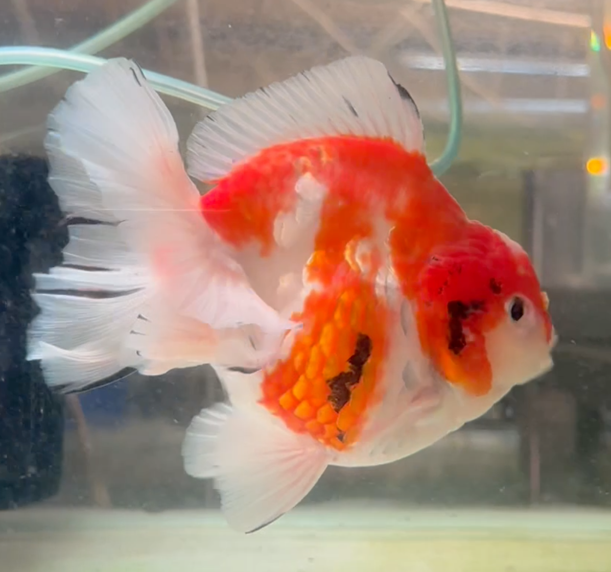 Sakura Short Tail Oranda