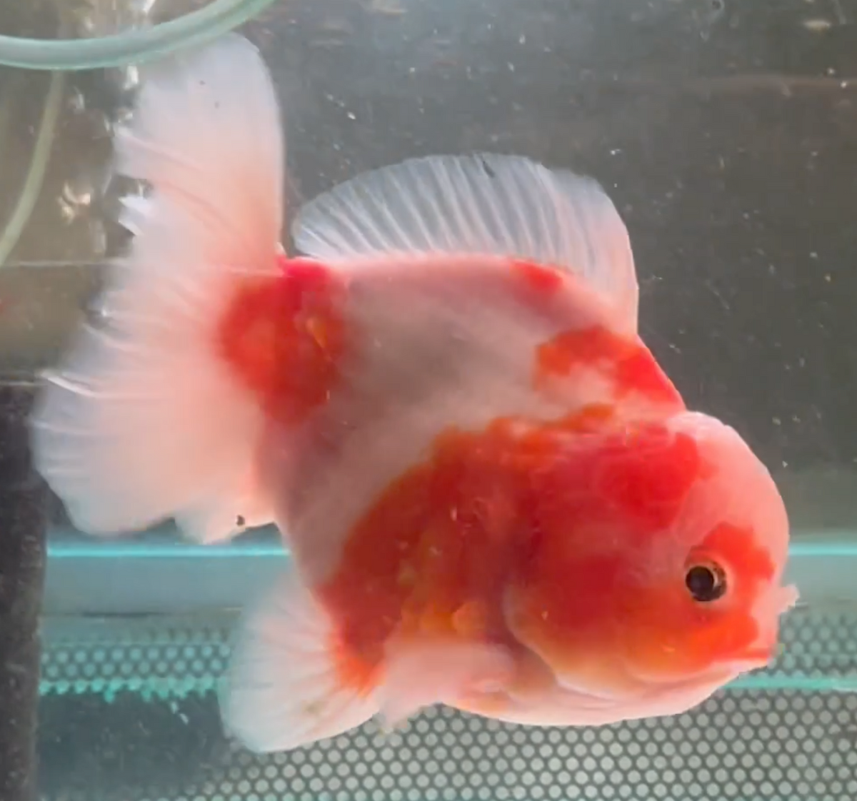 Sakura Short Tail Oranda