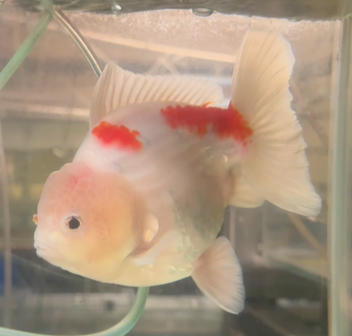 Sakura Short Tail Oranda