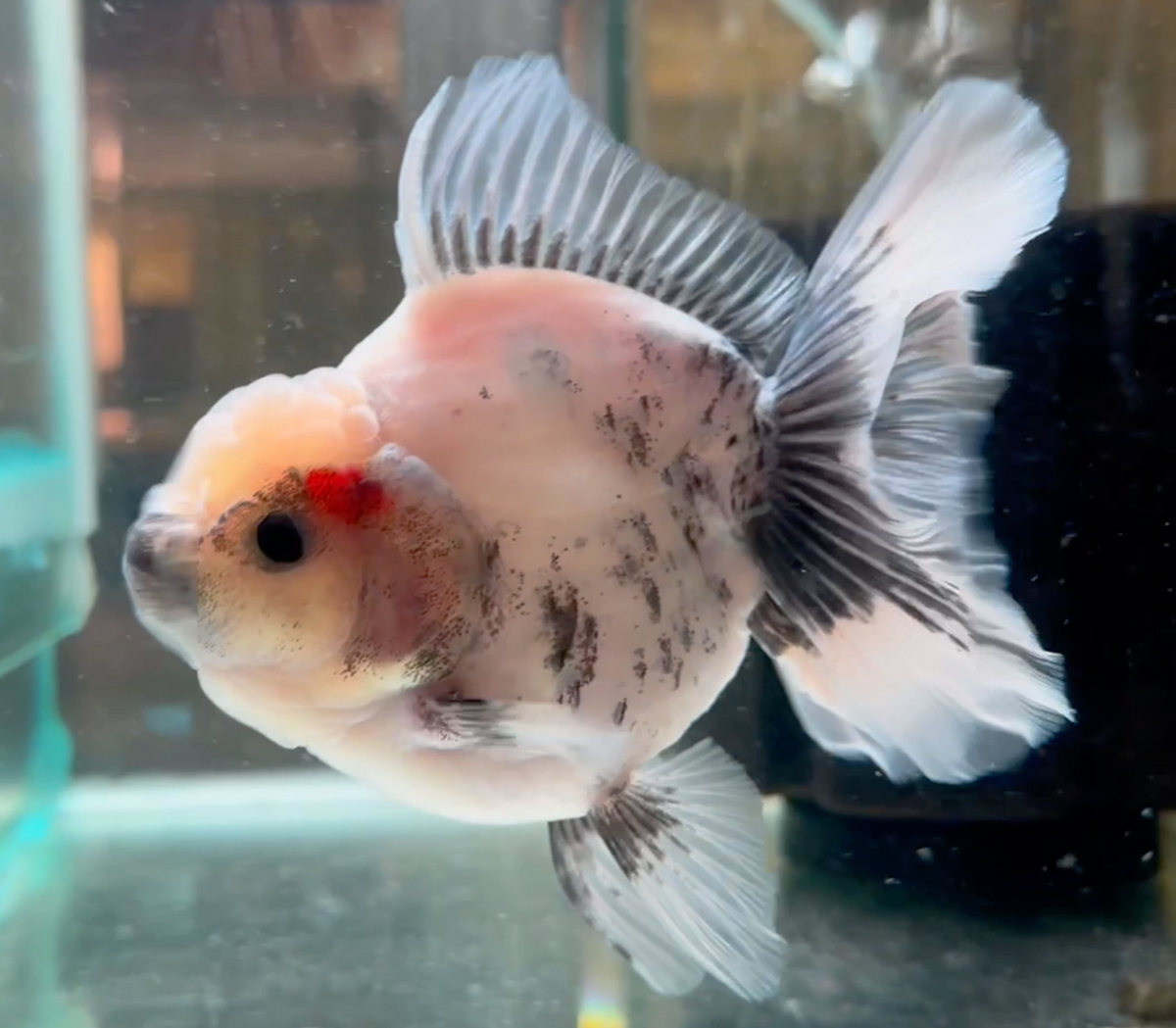 Ink Spot Thai Orchid Oranda Female