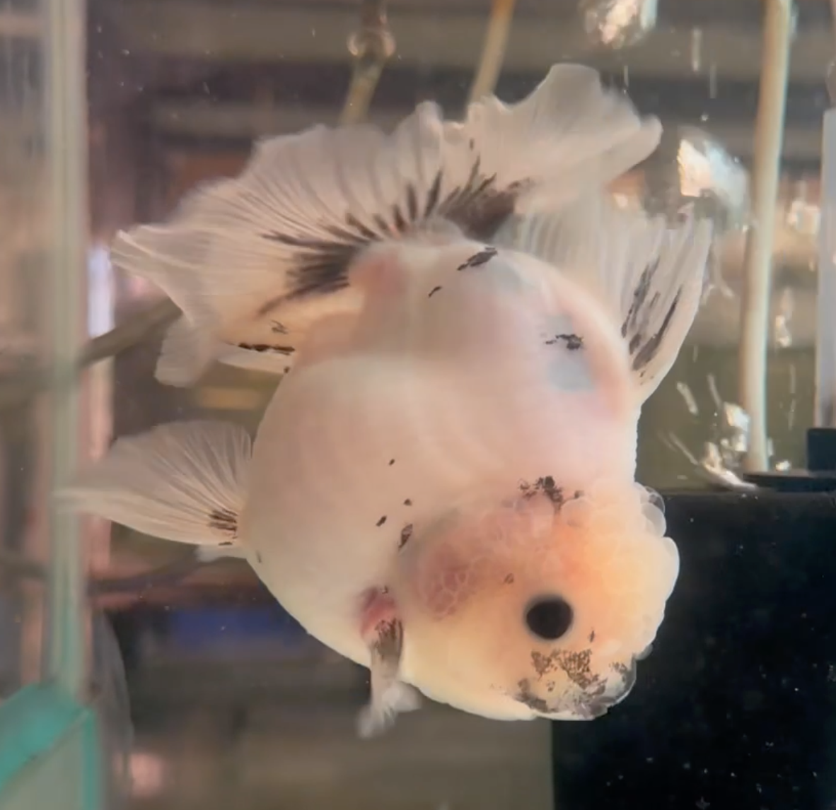 Ink Spot Thai Orchid Oranda Male