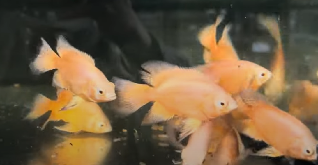 Albino Super Red Long fin Oscar