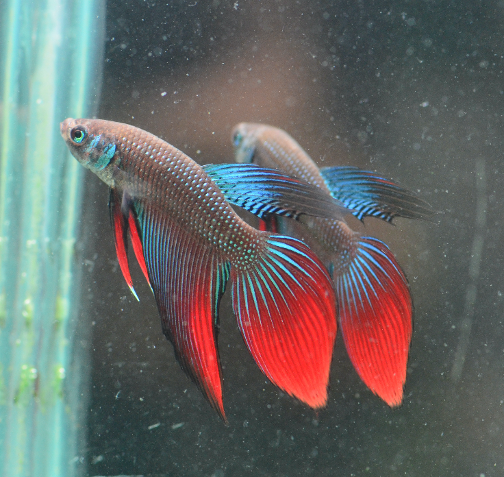 Blue Green Betta Imbellis Long Fin Male