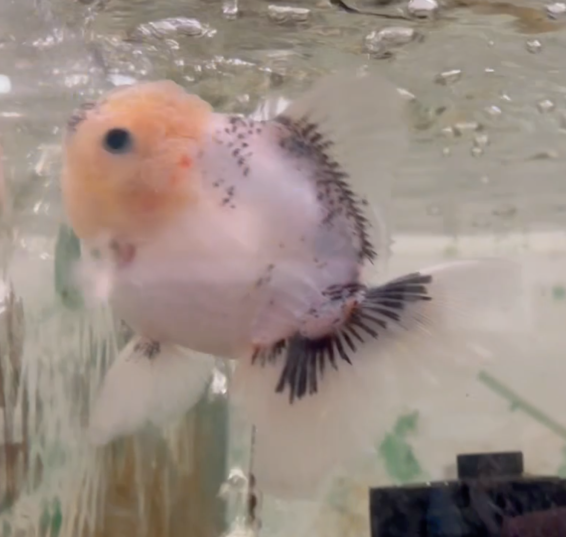 Ink Spot Thai Orchid Oranda