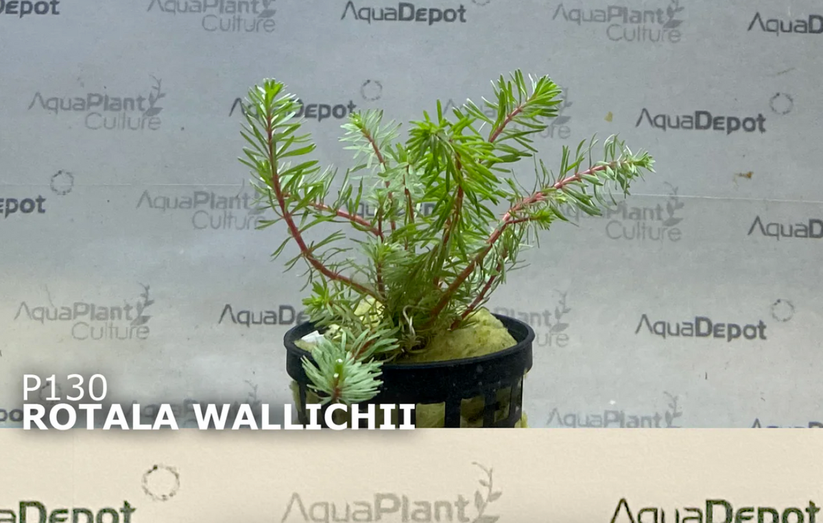 Rotala Wallichii