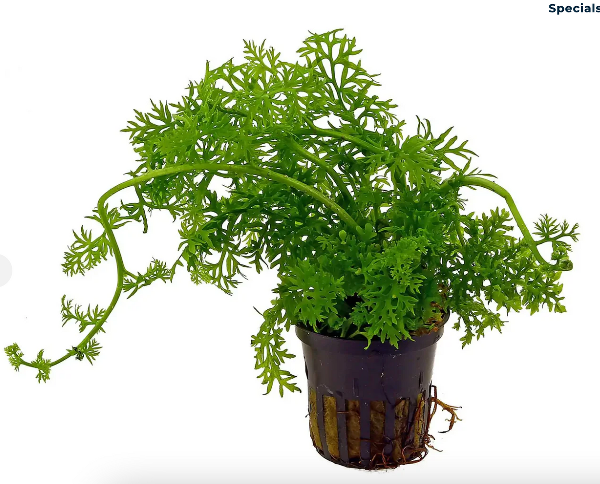 Lace Fern (Ceratopteris Siliquosa)