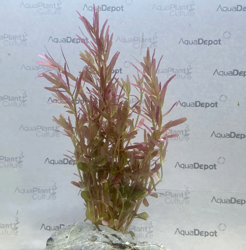 Rotala Bloodii Potted