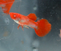 Load image into Gallery viewer, Albino Koi Guppy Pair
