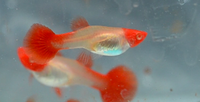 Load image into Gallery viewer, Albino Koi Guppy Pair
