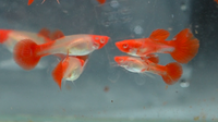 Albino Koi Guppy Pair