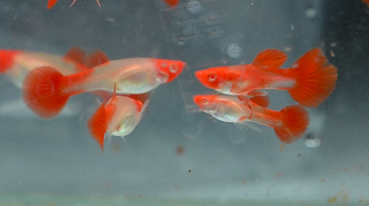 Albino Koi Guppy Pair