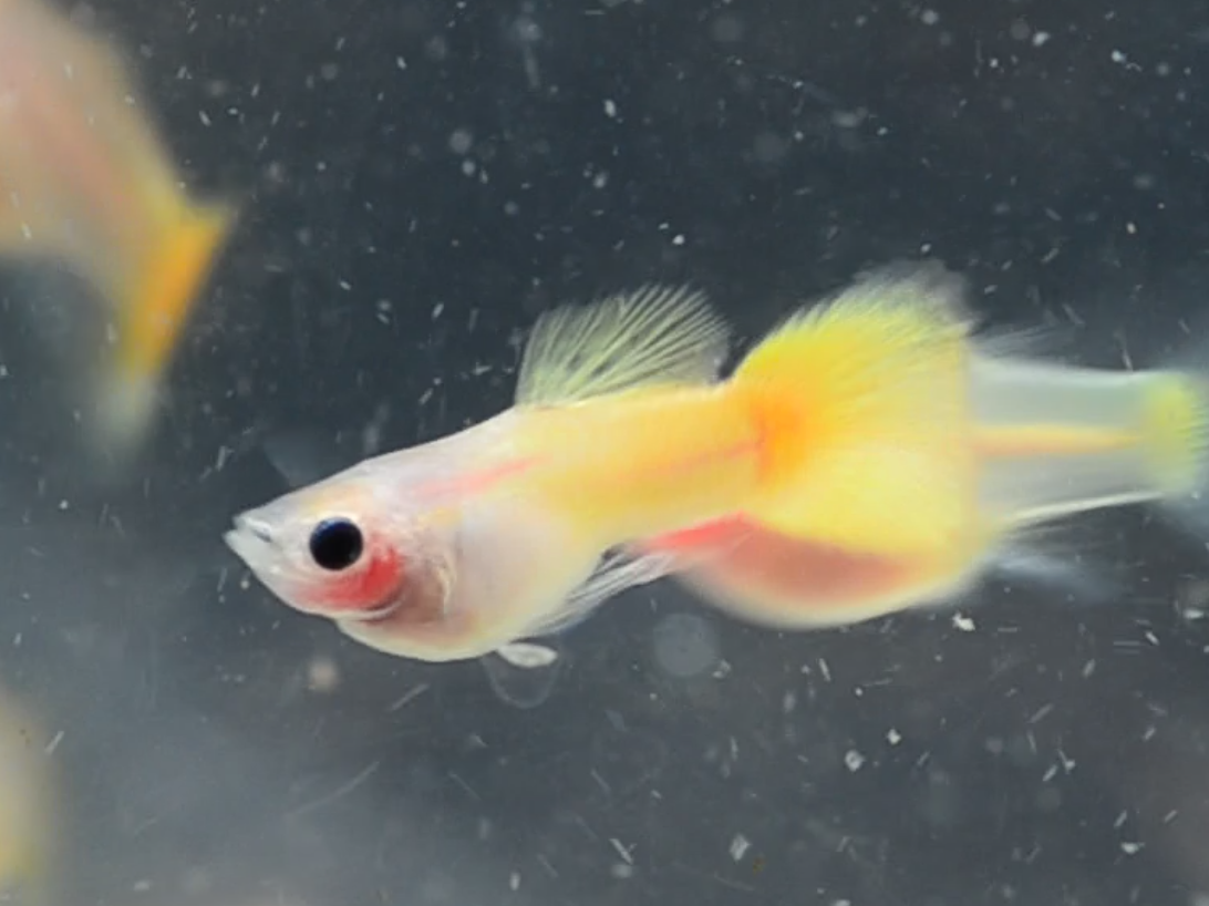 Yellow Gold Glass Belly Guppy Pair (Short Body)