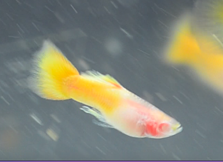 Albino Yellow Gold Glass Belly Guppy Pair (Short Body)