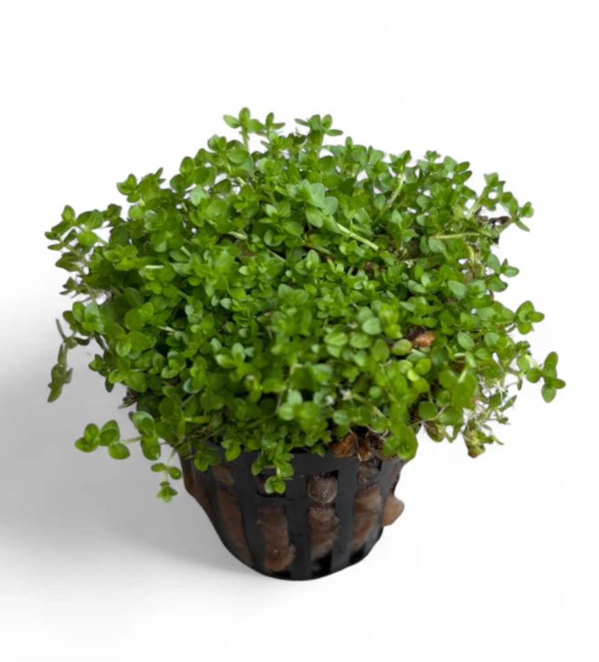Hemianthus Micranthemoides "Baby Tears Narrow" Potted