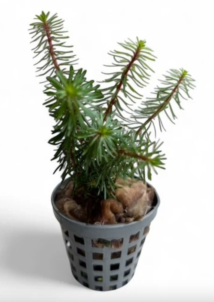 Myriophyllum Guyana Potted