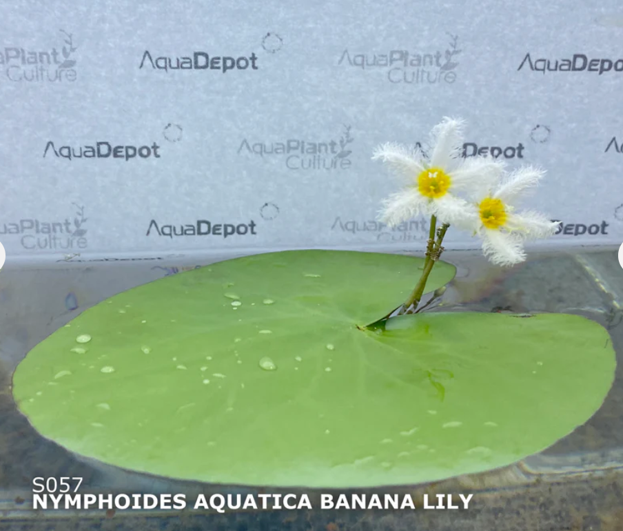Banana Lily - Single Leaf