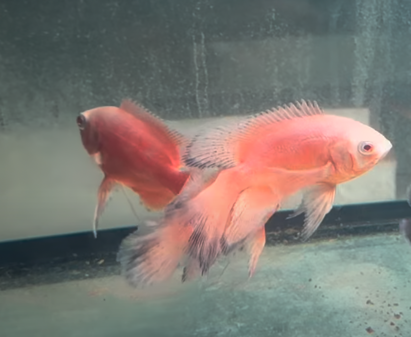 Albino Red Longfin Oscar