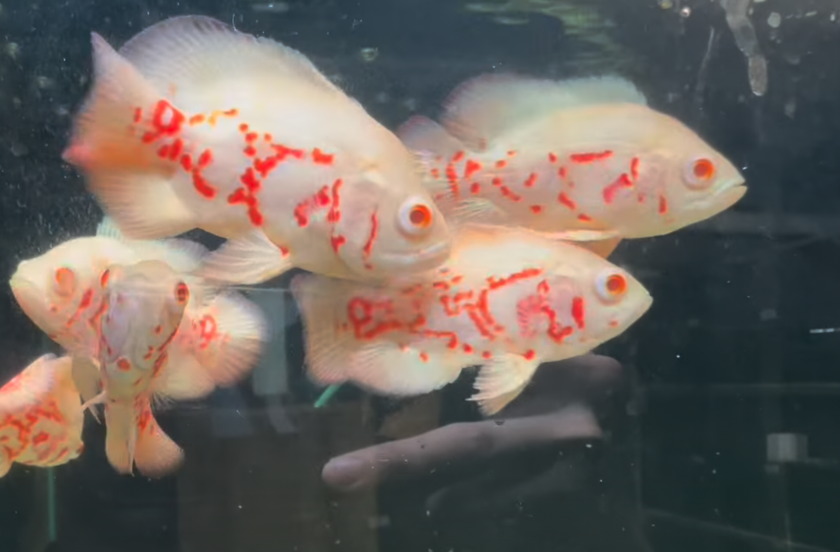Albino Tiger Oscar ( Fine Line) 6cm