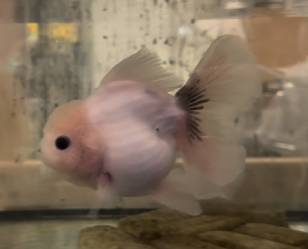 Ink Spot Thai Orchid Oranda