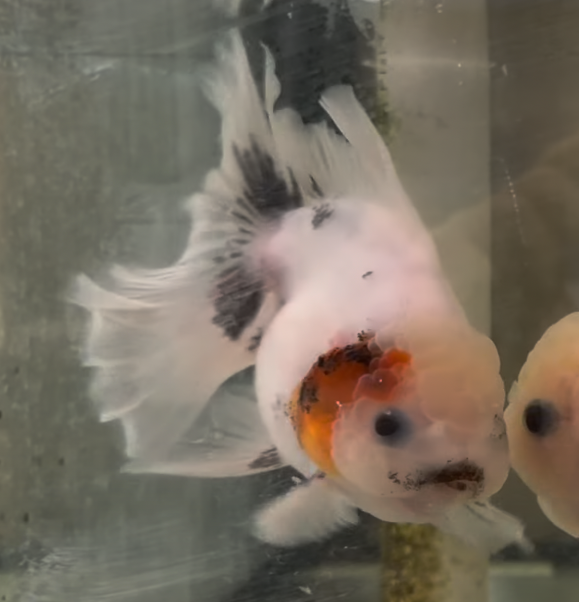Ink Spot Thai Orchid Oranda