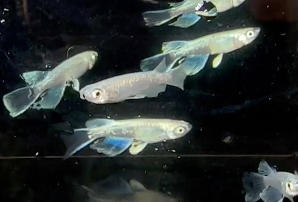 Heaven's Veil Medaka (長鰭天使)