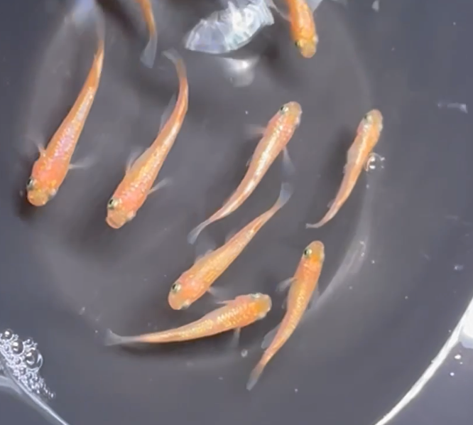 Rose Jewel Medaka (玫瑰寶石)