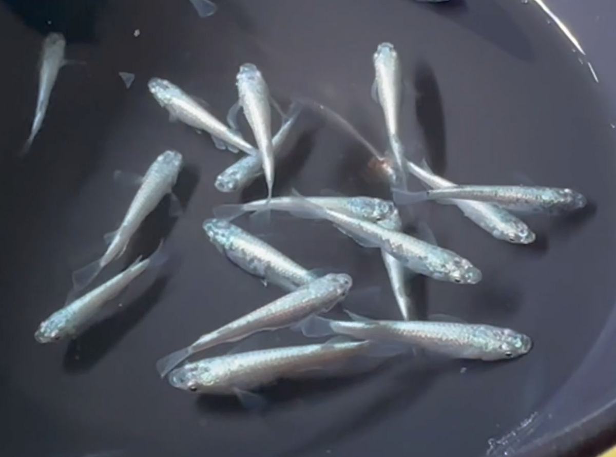 Steel Petal Medaka (機械春)