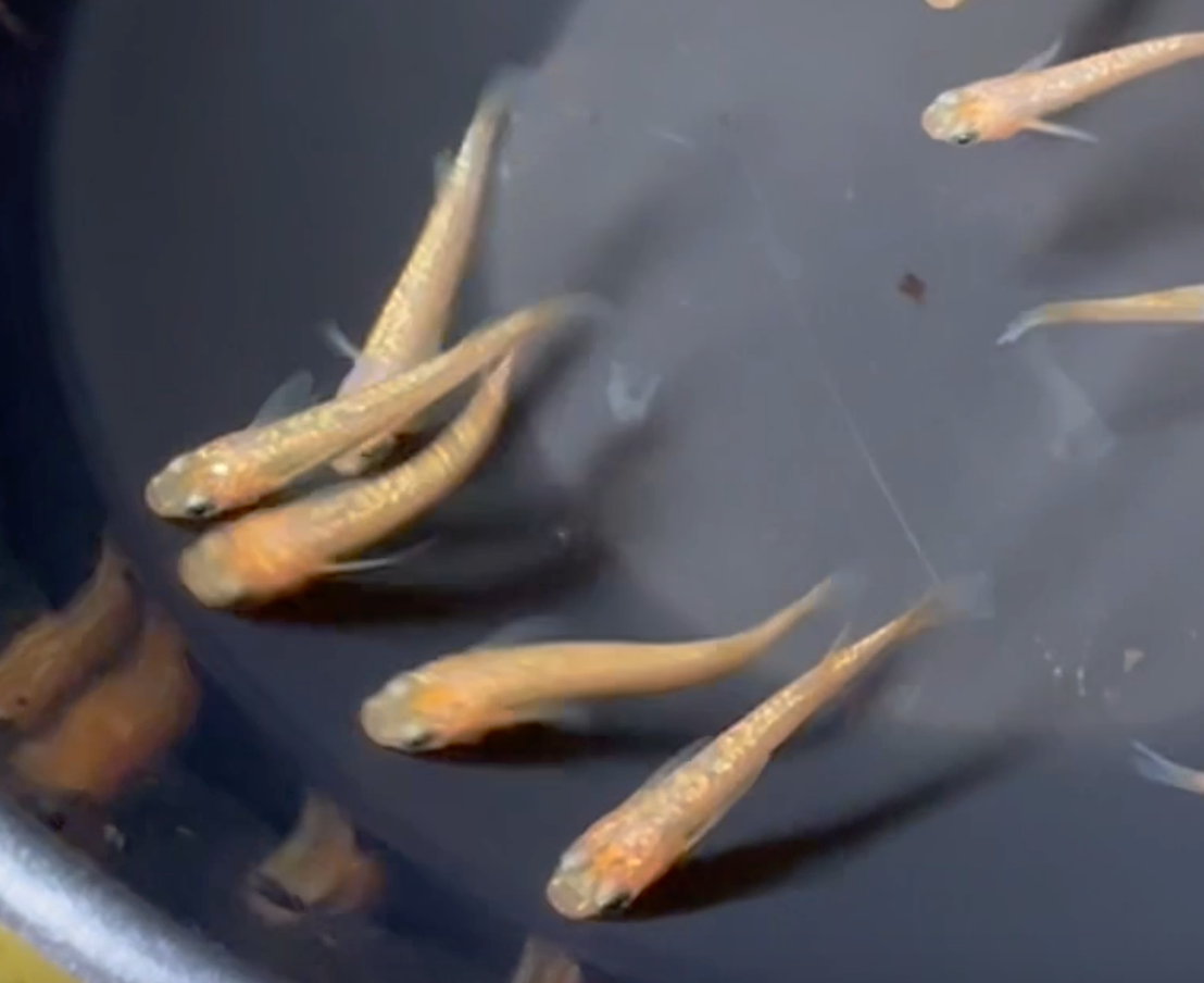 Gleam of Dawn Medaka (陽光鏡鱗)