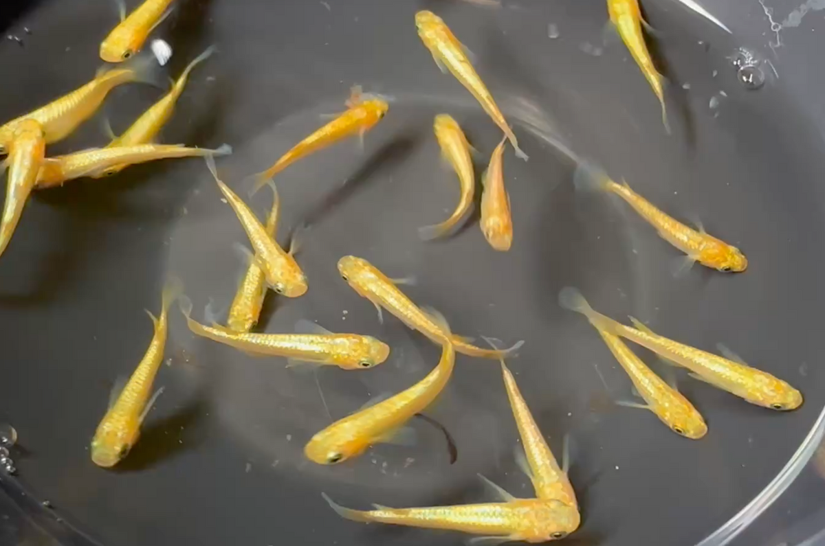 Sunshine Medaka (陽光)