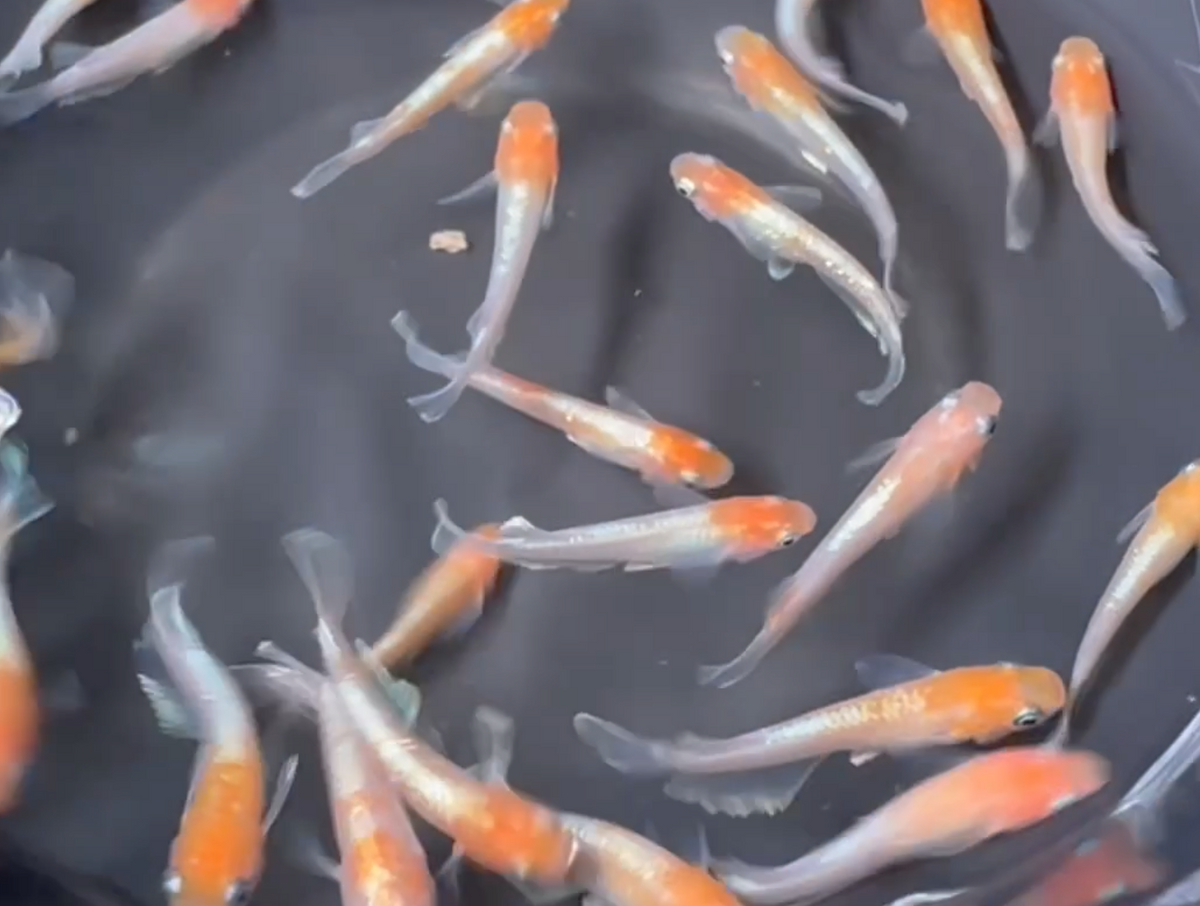 Red Cliffe  Medaka レッドクリブ 紅白