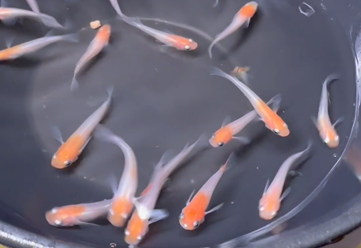 Tancho  Medaka (丹頂)