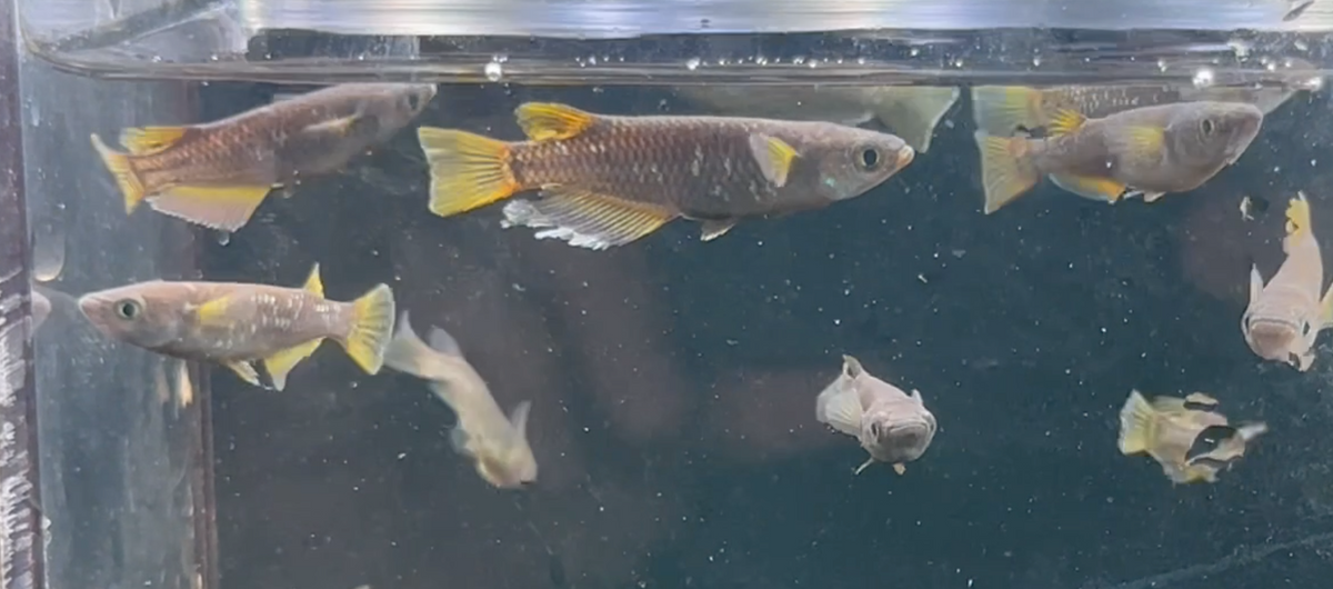 Chocolate Fromage Medaka