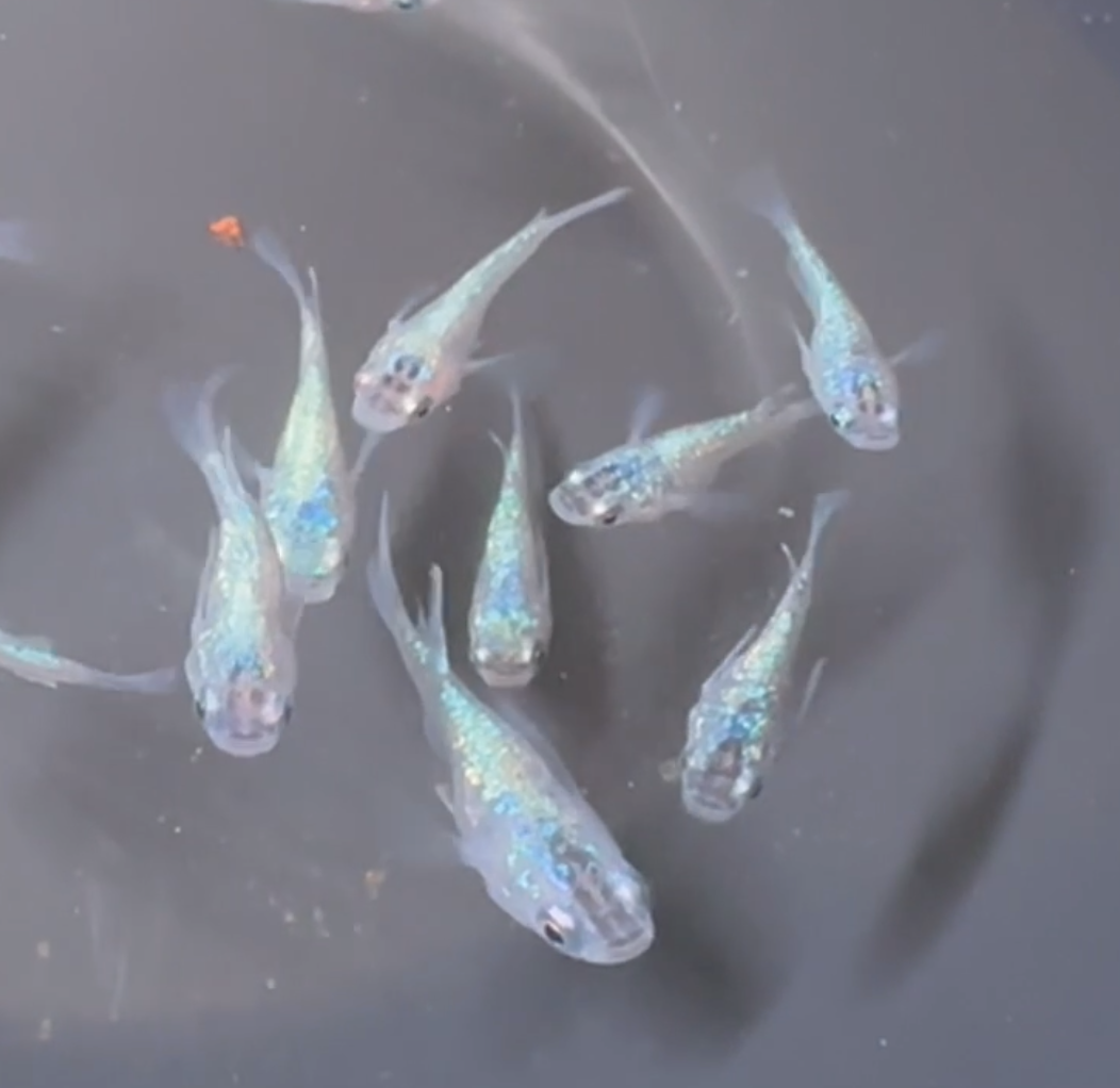 Sapphire Daruma Medaka (藍寶石球)